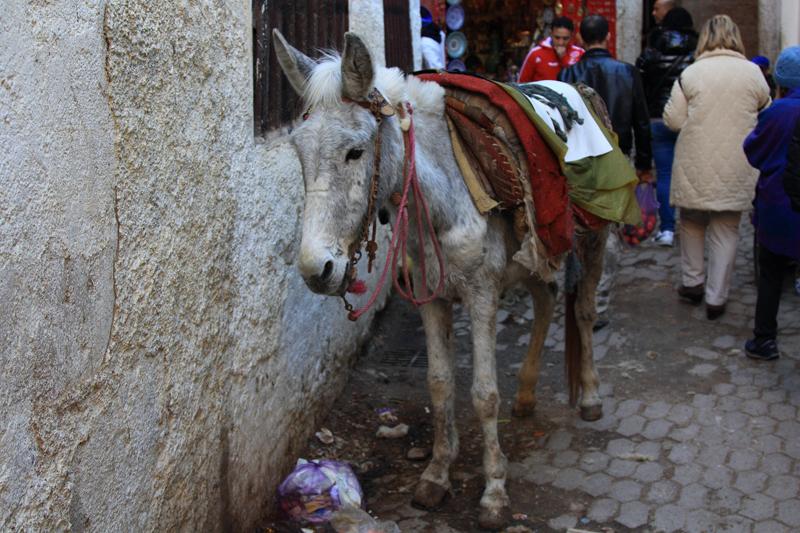 269-Fes,30 dicembre 2013.JPG